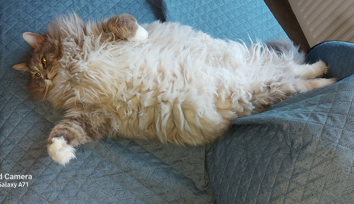 monique_loeve's tweet photo. Lui zijn is een gave, deze heeft het uitgevonden..
#Easy
#MainCoone
#CatsOfTwitter
#TwitterCats https://t.co/xaOmGGGOgZ