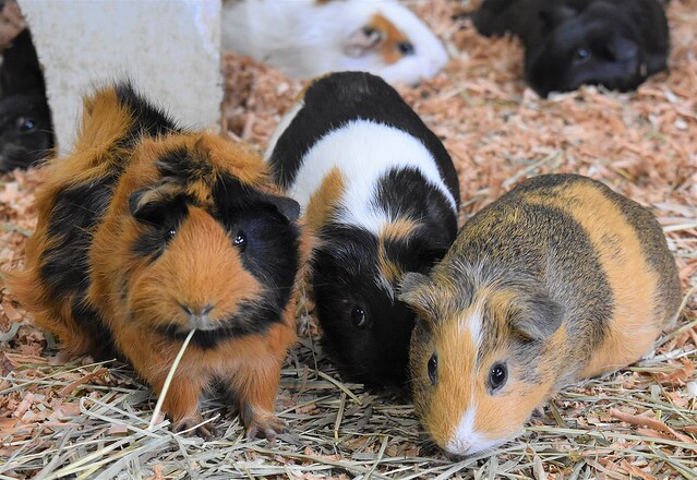 さまざまな品種 実験動物から愛玩動物へ 足立区生物園がモルモットの魅力を伝える施策 Pui Pui モルカー が人気を集め 飼育員も 最近は小さな子が モルカーだ と言ってくれる と知名度の高まりを実感 総選挙の開催などで より深く知ってもらう 足立区 足立