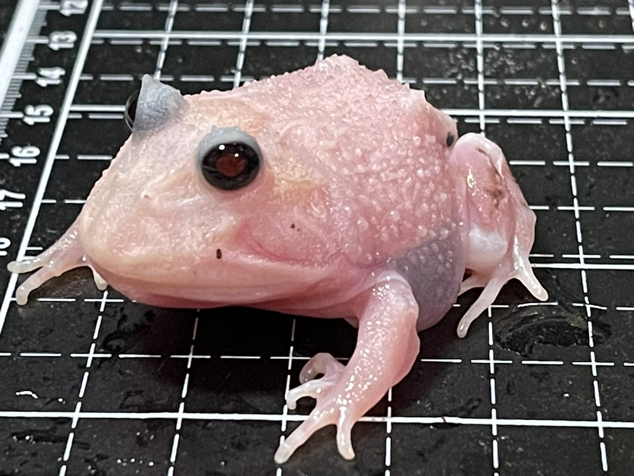 八ケロ カエルブリード研究所 Kaeruichido Twitter