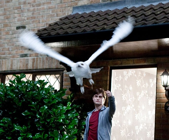 harry-potter-world-on-twitter-three-owls-played-hedwig-gizmo-ook
