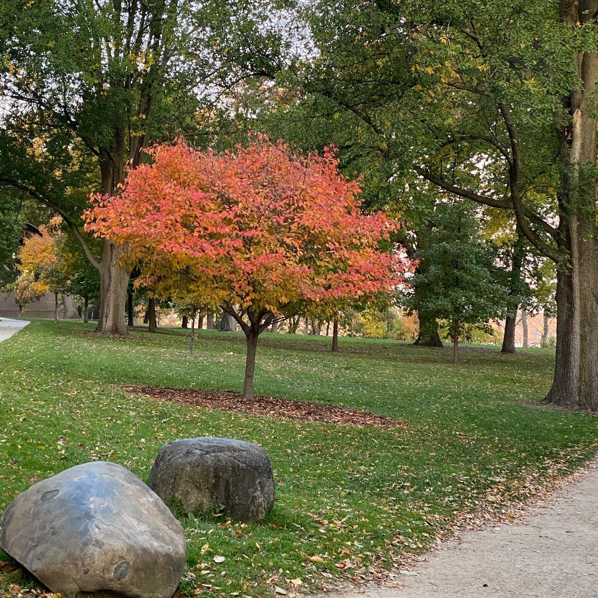 myvisionoflife1's tweet photo. My Vision of Life Experience #vision #life #lifestyle #explore #experience #nature #madison #wisconsin #usa 🇺🇸 #spactacular #view #nature #naturephotography #sunrise #sunrise_sunset_photogroup #sunrise_and_sunsets #sunriseoftheday #leaves🍁 #leaves #leavesfall #lakemendota #lake https://t.co/Uzvty21UWe