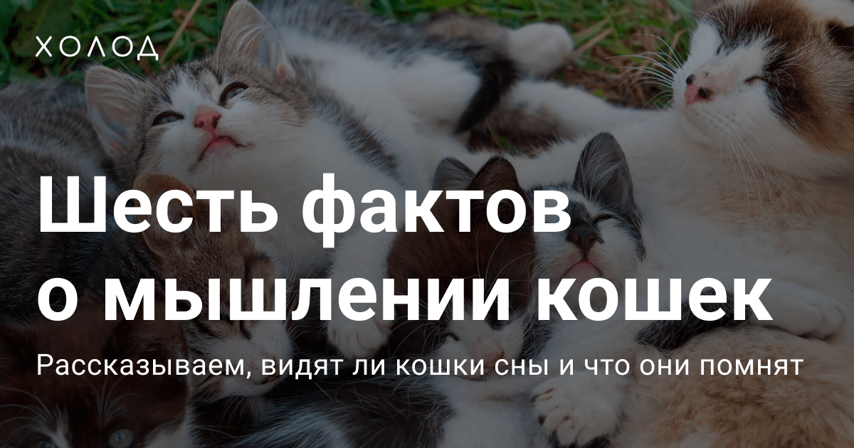 Ученый Кристиан Агрильо заявил, что «с рыбами работать намного проще, чем с котами, разница просто невероятна». Кошки просто не хотели участвовать в опытах. По словам Агрильо, «чаще всего они просто уходили куда-то еще». Обожаю storage.googleapis.com/get_site_copy/…