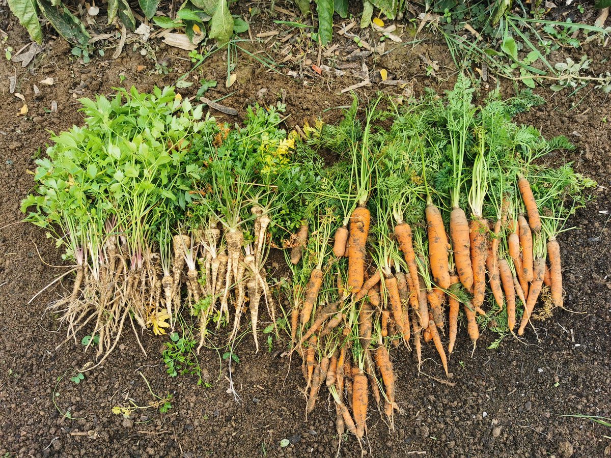 Last harvest at the end of the season. I must say I'm very happy with how the carrots have turned out. I had my doubt as it was my first time, but I'm looking forward to enjoy them now. 🥕🥕🥕😋😋😋 #FirstTimeGardener #RaisedBedGardening #NoDig