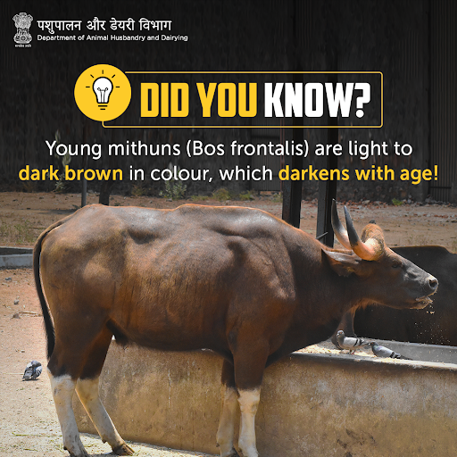 Dept_of_AHD's tweet photo. Adult #mithuns are commonly black with white markings or white with black markings!
#AnimalHealth #AnimalWealth #LivestockBreeds
@PRupala @Murugan_MoS @drsanjeevbalyan @Min_FAHD @PMOIndia @mygovindia @NDDB_Coop https://t.co/Ns26x5W96m