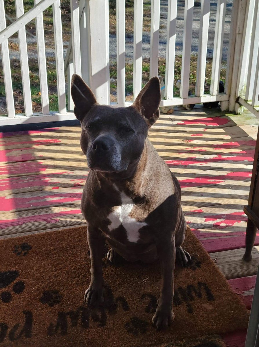 MoishesMom's tweet image. Happy Staffie Saturday dear friends from Misty 🥰♥️