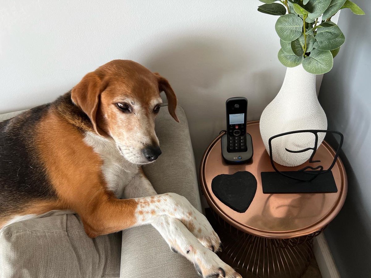 Beedell24's tweet photo. οΌ£ο½ο½ο½ο½ο½ο½ ο½ο½ο½ο½β¦οΌ
#captionthis #caption #this
#beagle #beaglecross #beaglesoftwitter #dogsoftwitter https://t.co/9sYV5p8zPG