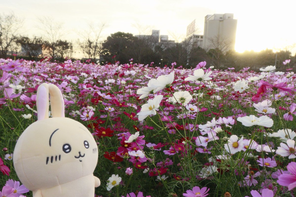 🐰ウラ！ 🐱夕陽に照らされてキレイだねッ！コスモス！ 🐹わーい！