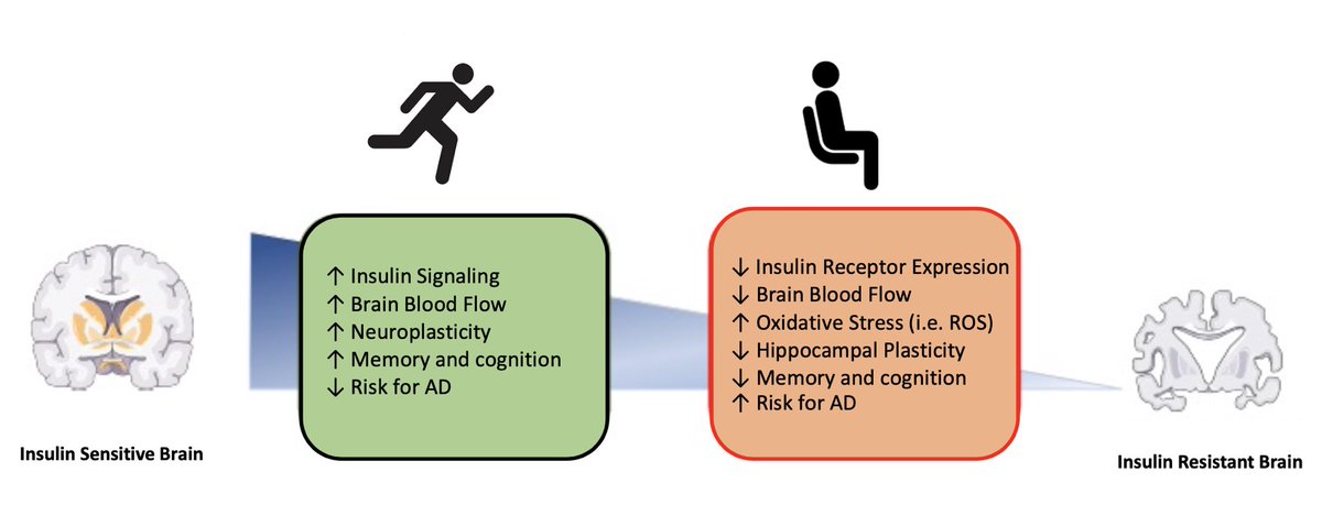 Brain insulin resistance and cognitive function: influence of exercise Steven K. Malin et al. J Appl Physiol journals.physiology.org/doi/abs/10.115…