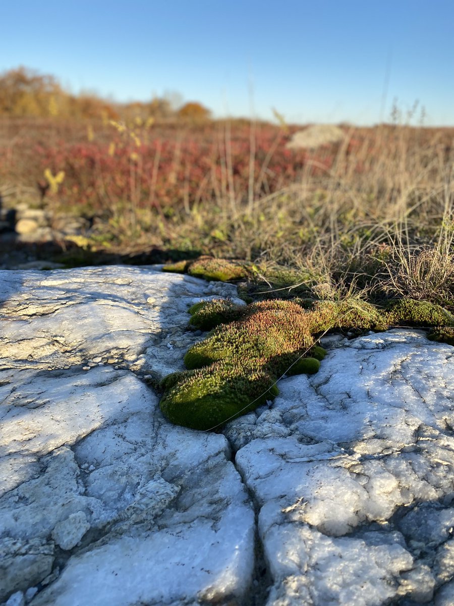 Got a lesson in Maine’s glacial history on the blueberry barrens on the way to ⁦<a href="/UMaine/">University of Maine</a>⁩ ⁦<a href="/UMaineDMC/">Darling Marine Center</a>⁩. What a beautiful morning!