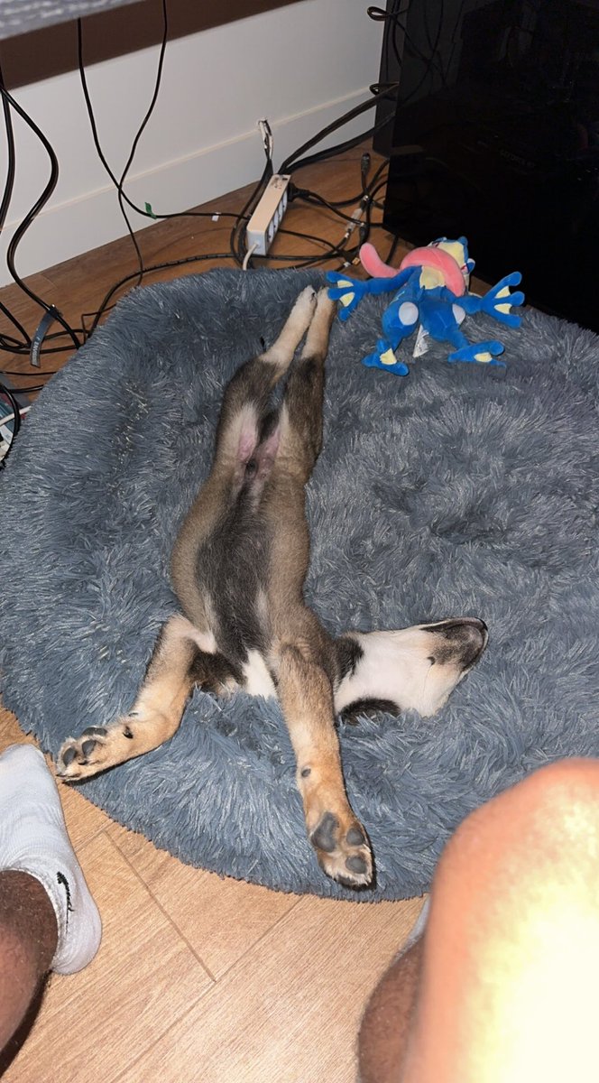 Inoxtag's tweet photo. Je suis trop heureux depuis que j’ai mon chien je prend un peu plus de temps pour moi, je m’occupe de lui, ça fait du bien aussi de déconnecter un peu de temps en temps ❤️ hâte de le voir grandir, je vais bien le dresser ca va être le meilleur chien 🐕 https://t.co/XSDZMfGVlY