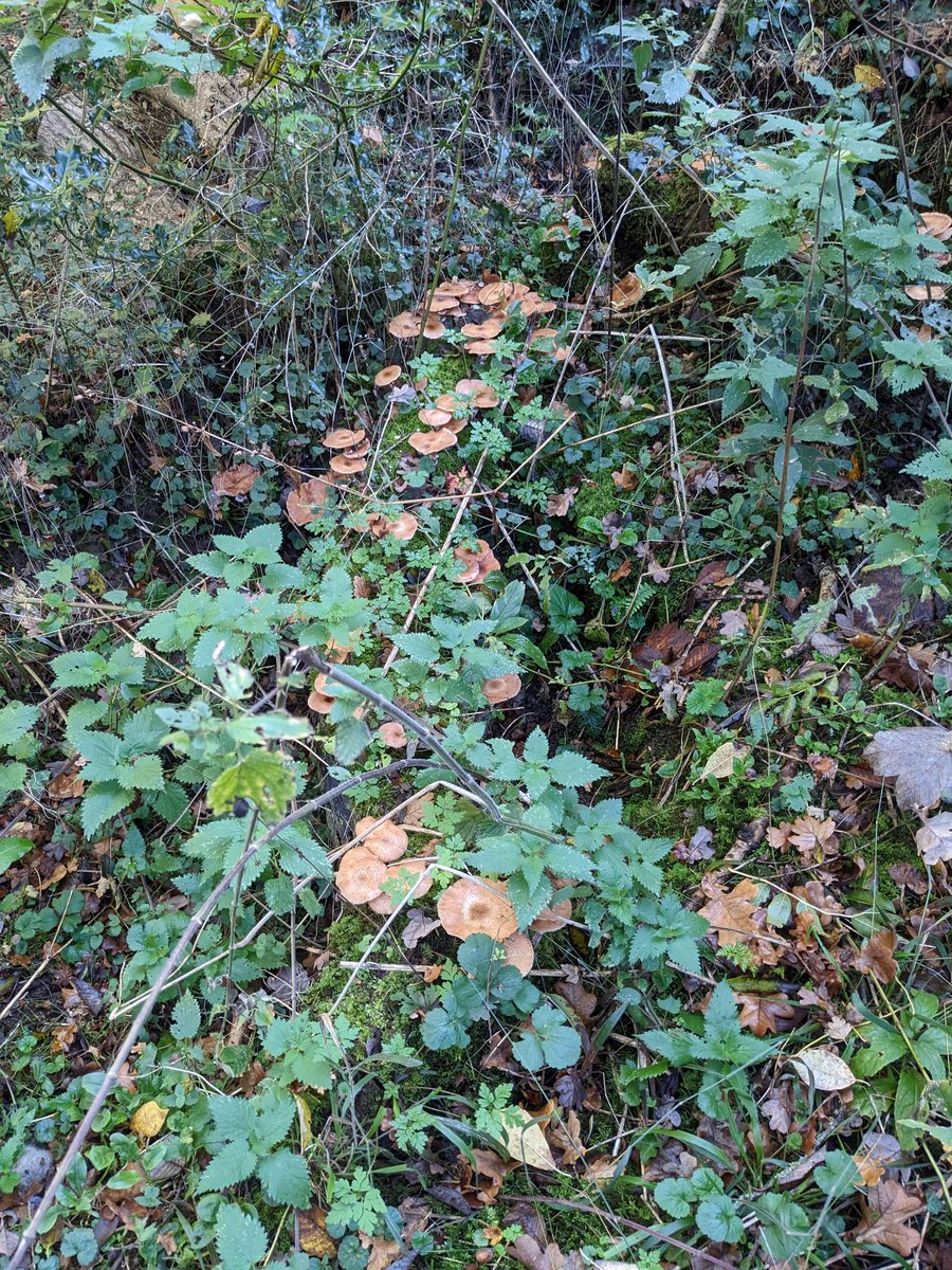 DawnAJWitney's tweet photo. The fungi were out in force today. Love such determination to grow.
#fungi #treefungi #norfolkcountryside #norfolklife https://t.co/7NKi3WHHN9