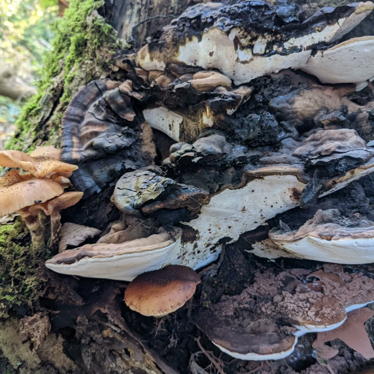 DawnAJWitney's tweet photo. The fungi were out in force today. Love such determination to grow.
#fungi #treefungi #norfolkcountryside #norfolklife https://t.co/7NKi3WHHN9