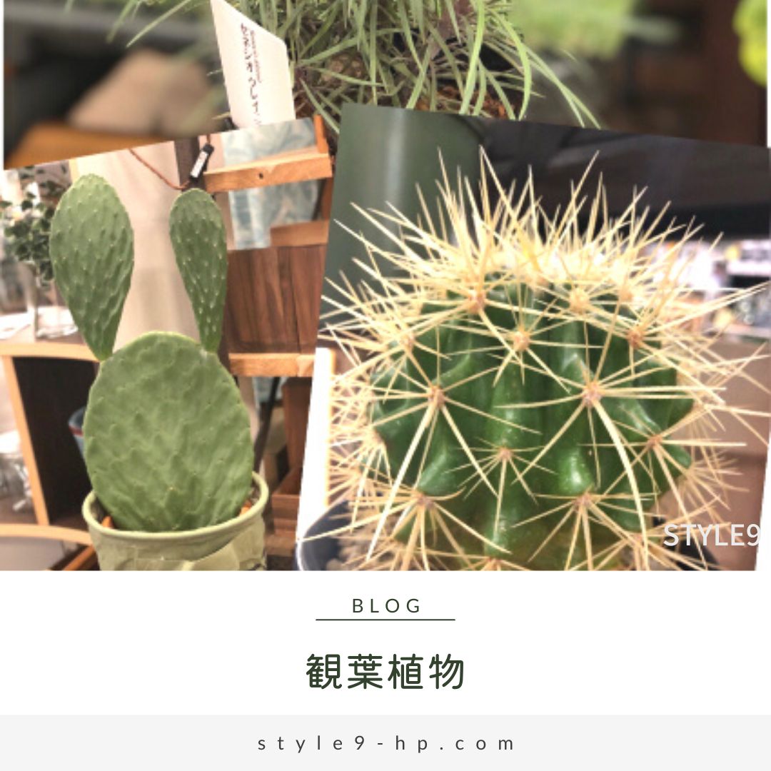 style9_kyudai's tweet photo. 「観葉植物たくさん入荷しました」
この度、2階家具売場をリニューアルいたしまして、インテリアを引き立て、心を癒す #観葉植物 を揃えました。
ブログはこちら→https://t.co/kRLgjEeid7
#style9
#久大家具 https://t.co/z3RJOVfmAT