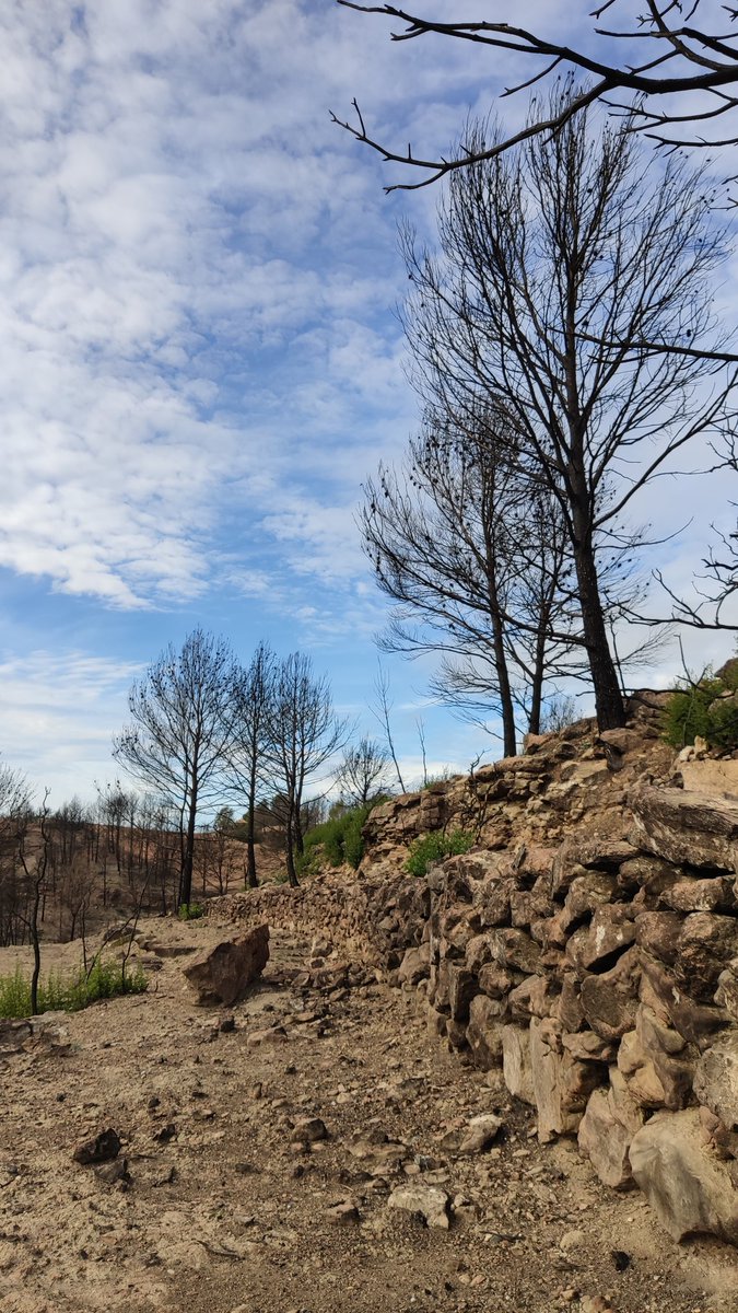 requenapol's tweet photo. Matí de troballes (una barraca enfonsada, un mur a dues cares, un mur llarguíssim!), i de planificació del futur. 

Allà on ara hi ha bosc cremat jo hi veig nous camps, noves feixes de pastura, tancats nous, i les esquelles de les vaques ressonant!

#ReGeneres https://t.co/XTuOwo7zeY