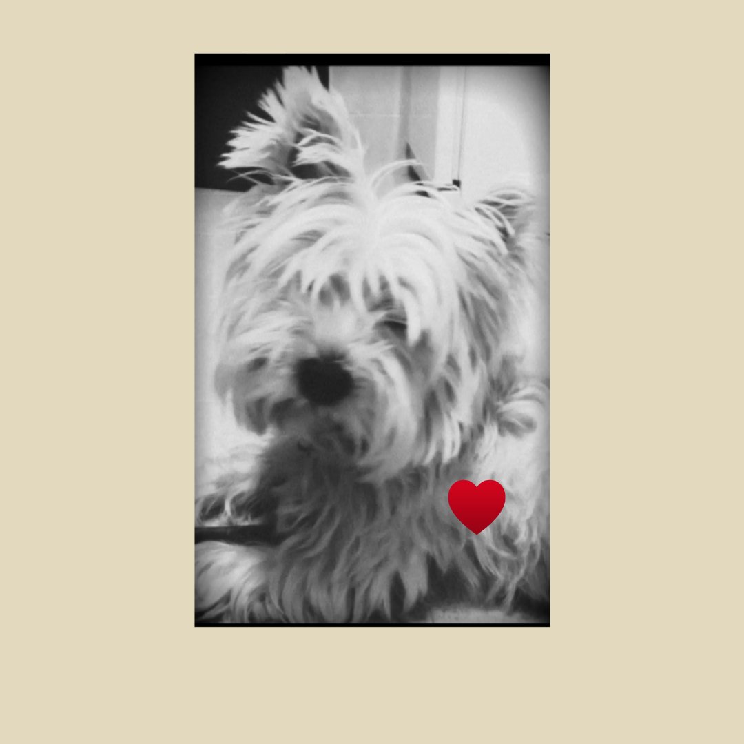 Ayax I realiza un tributo a la Chispi visitando el lugar donde siempre se encontraba.

El funeral se ha celebrado en la Provincia de Manolo.

Fins sempre Chispi, gràcies per tots els moments.