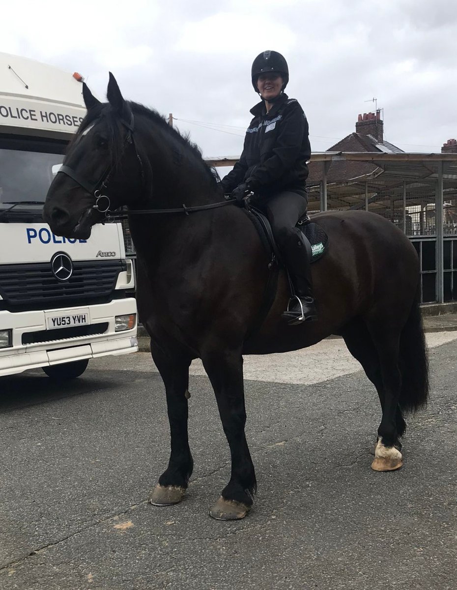 MerPolMounted's tweet photo. Introducing PH17 Kensington (AKA Owen).
Owen is a 8 year old 17.3hh Percheron Gelding weighing in just short of a tonne (He is heavier than Major).
He has settled in well as part of the team & is nearly ready for Patrol.
#StandTall #PHOwen #NewMerpolPH #MyNewAllocatedHorse https://t.co/tuJrDhNHva