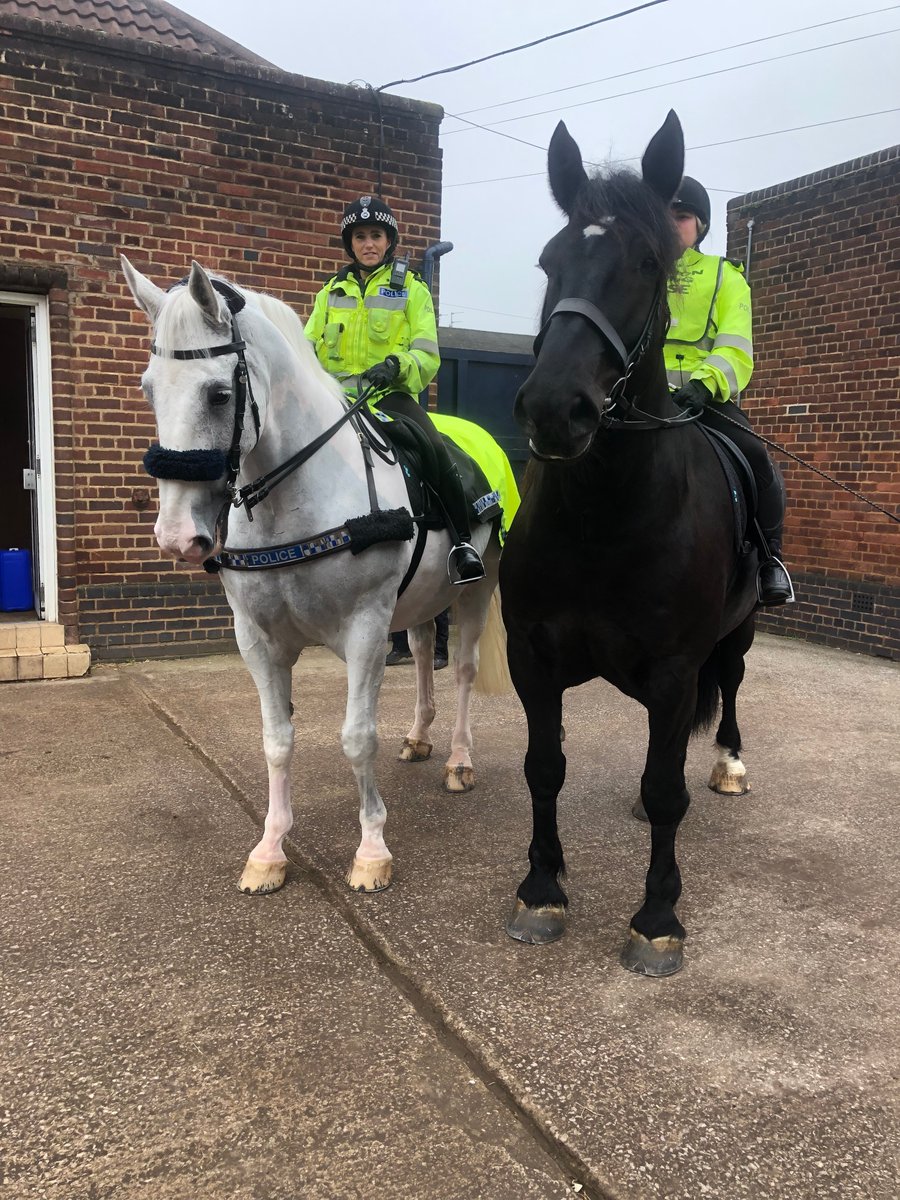MerPolMounted's tweet photo. Introducing PH17 Kensington (AKA Owen).
Owen is a 8 year old 17.3hh Percheron Gelding weighing in just short of a tonne (He is heavier than Major).
He has settled in well as part of the team & is nearly ready for Patrol.
#StandTall #PHOwen #NewMerpolPH #MyNewAllocatedHorse https://t.co/tuJrDhNHva