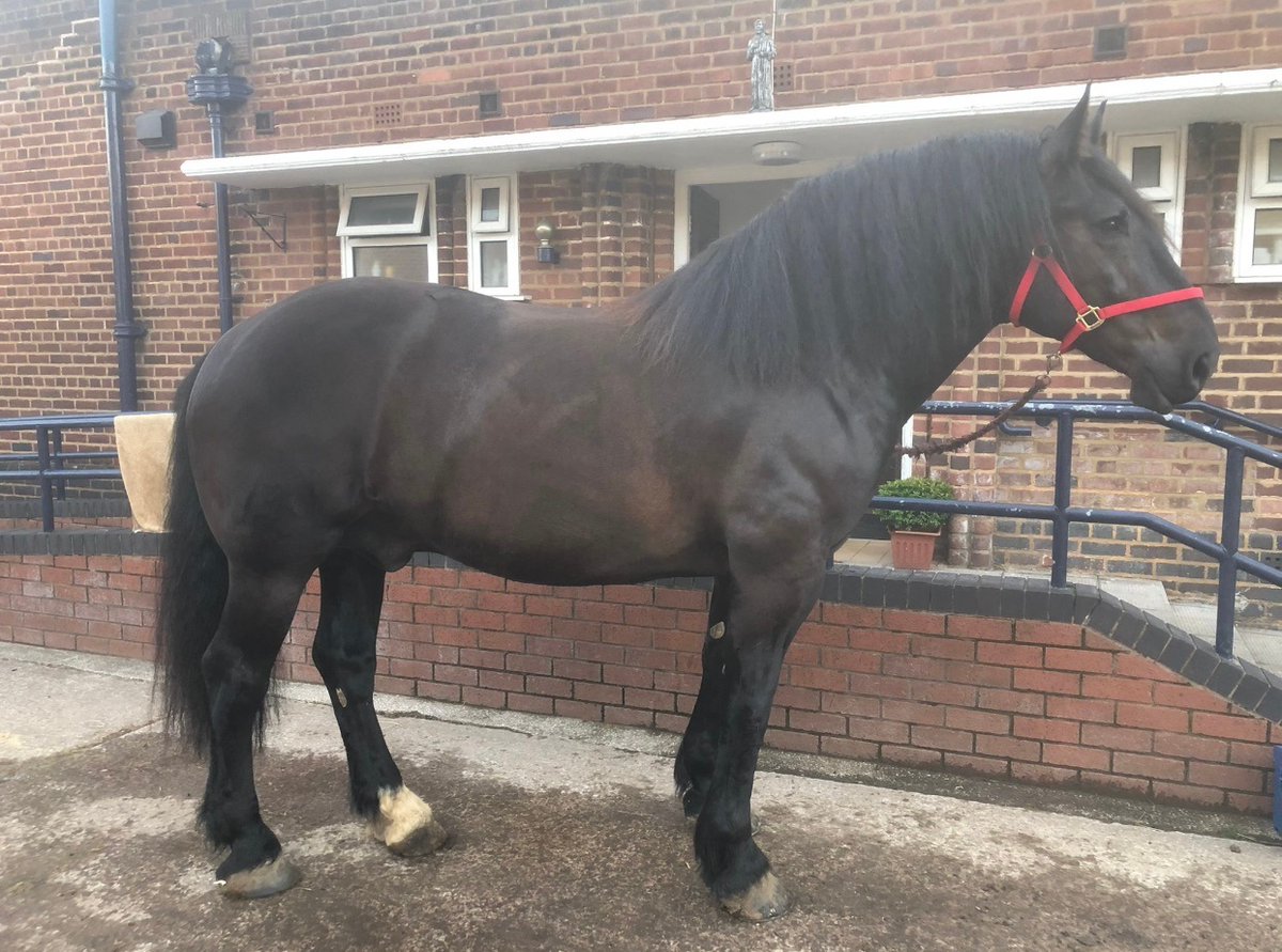 MerPolMounted's tweet photo. Introducing PH17 Kensington (AKA Owen).
Owen is a 8 year old 17.3hh Percheron Gelding weighing in just short of a tonne (He is heavier than Major).
He has settled in well as part of the team & is nearly ready for Patrol.
#StandTall #PHOwen #NewMerpolPH #MyNewAllocatedHorse https://t.co/tuJrDhNHva