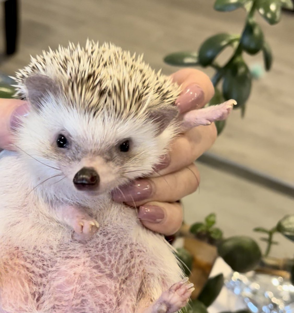 cdntradegrljenn's tweet image. Happy Saturday from Hedgefund. He’s all grown up now:) Did you all know that we have a hedgehog? #HedgehogsOfTwitter