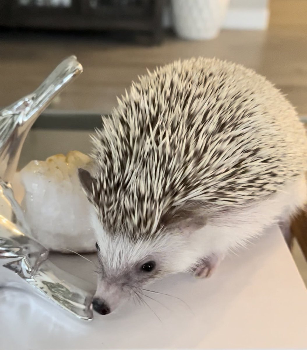 cdntradegrljenn's tweet image. Happy Saturday from Hedgefund. He’s all grown up now:) Did you all know that we have a hedgehog? #HedgehogsOfTwitter