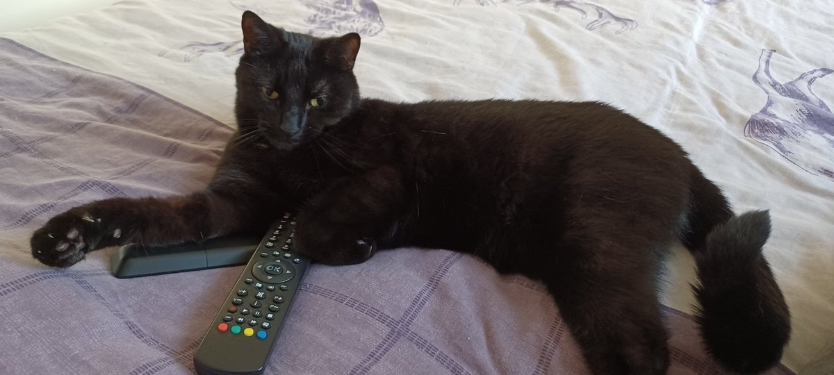 LifeastheGinge1's tweet photo. Following on from watergate yesterday, Loki now thinks he's master of the TV controller!! What a DIVA and he's watching #DragRaceUK I'm not impressed..... https://t.co/AwUi3blmoU