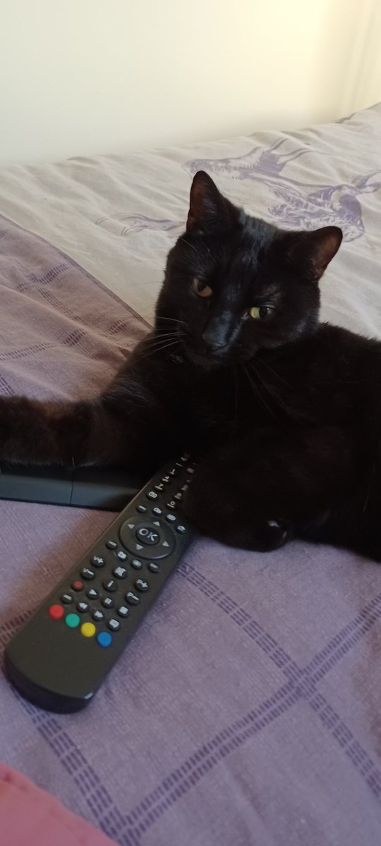 LifeastheGinge1's tweet photo. Following on from watergate yesterday, Loki now thinks he's master of the TV controller!! What a DIVA and he's watching #DragRaceUK I'm not impressed..... https://t.co/AwUi3blmoU