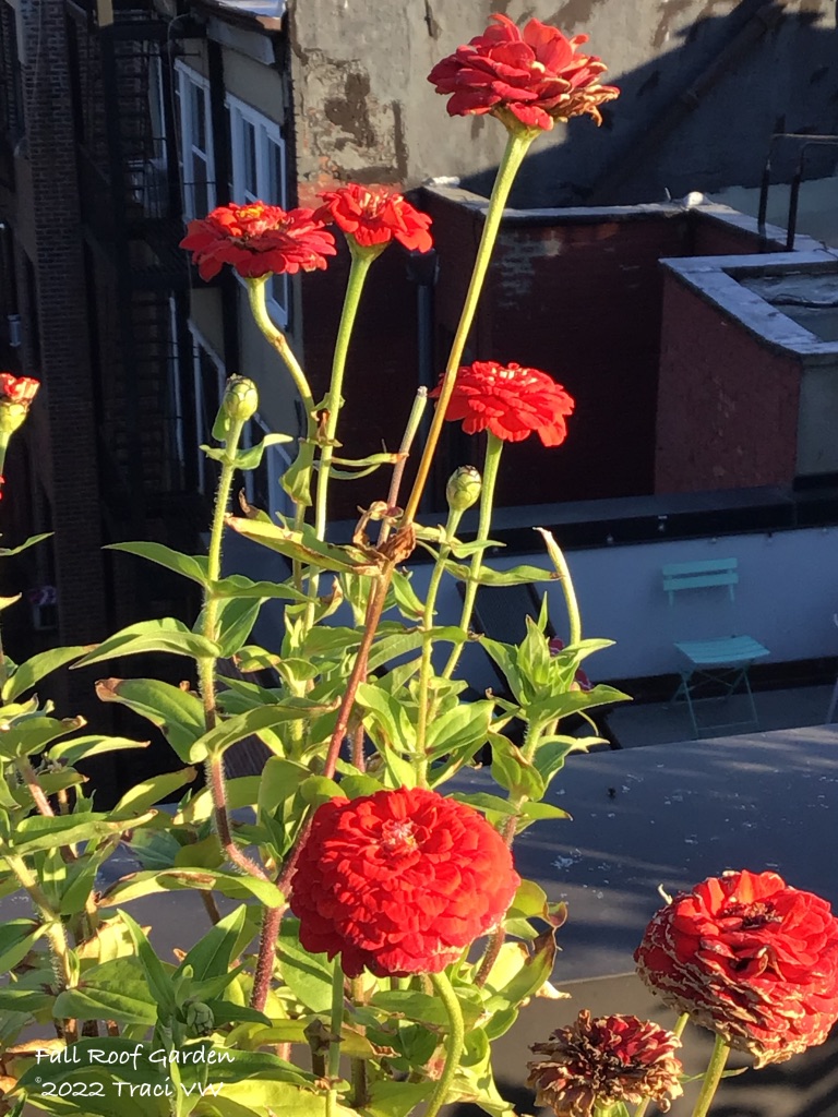 a layered landscape
nature bold against cold stone
celebrating light

~ Traci VW

 #haikusaturday #saturdayhaiku #haiku #natureinthecity #roofgarden #naturephotography