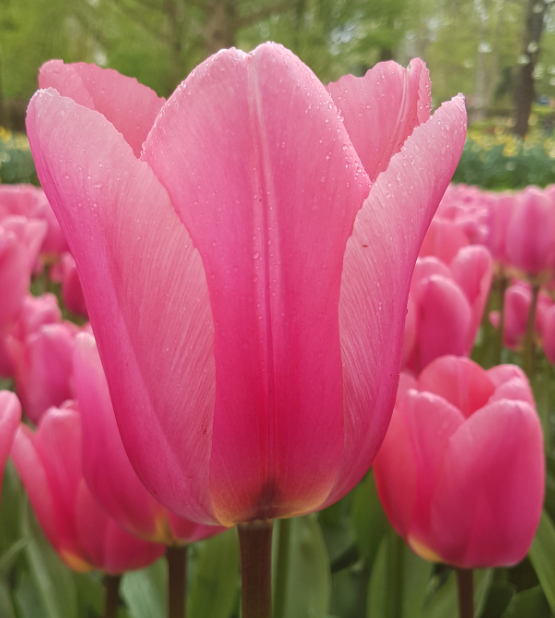 mydensitymatter's tweet photo. The big Love tulip, plant it now and watch it spring up next year. It's in our Heidi's Hope Box that you can get here: https://t.co/uAW2csWjAe Beautiful for yourself or as a gift to your favorite #Survivors and thrivers. Free shipping. #mydensitymatters https://t.co/BIi6LlAy61