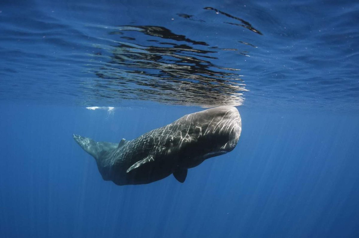MsCiencia2's tweet photo. Se trata de la ballena más solitaria del mundo, encontrada en 1992 y vigilada desde entonces. 

Vaga sola por el océano, llamando a la compañía, pero nadie viene. Resulta que nació especial; su voz es única. https://t.co/ptIMJPCxV5