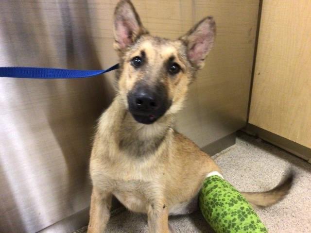 TO DIE FOR A BROKEN LEG! At just 6 months old, Daisy’s deadline has expired - she’s still alive but can die anytime. Needs medical for her leg and a foster/adopter to save her life. Let’s help her: please pledge RT for her to live. #Riverside #CA #A1701454 m.facebook.com/story.php?stor…