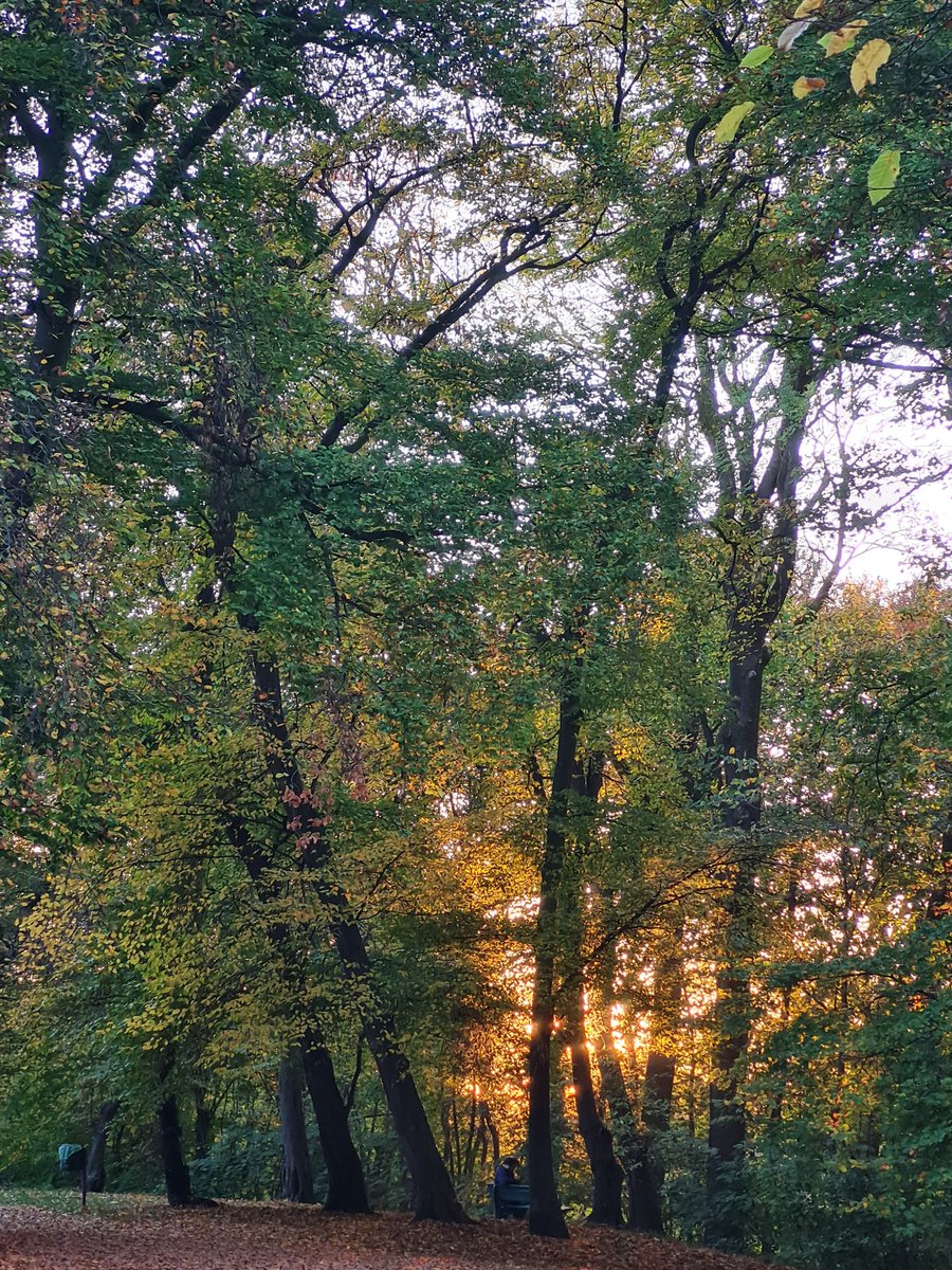 autumn is so magical✨️