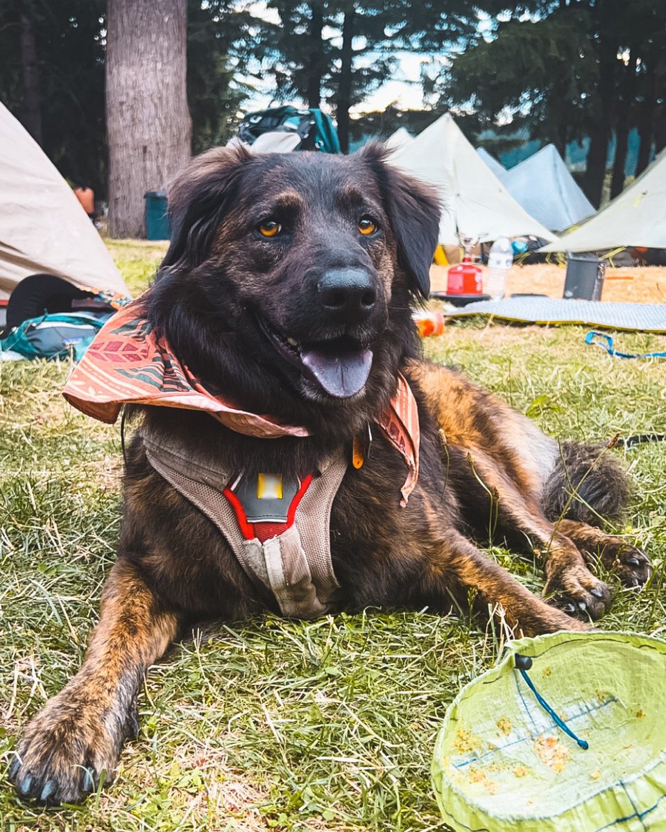Subaru (@subaru_usa) on Twitter photo Celebrate #MakeADogsDay and do something amazing for your pup who has so much love to give. 🧡 #SubaruLovesPets
"Sahara was fostered in TX and CT before I adopted her. She's become the most wonderful adventure partner... undoubtedly my truest companion.“ (🗣️, 📸: <a href="/cambreyknapp/">Cambrey Knapp</a>) Celebrate #MakeADogsDay and do something amazing for your pup who has so much love to give. 🧡 #SubaruLovesPets
"Sahara was fostered in TX and CT before I adopted her. She's become the most wonderful adventure partner... undoubtedly my truest companion.“ (🗣️, 📸: <a href="/cambreyknapp/">Cambrey Knapp</a>)