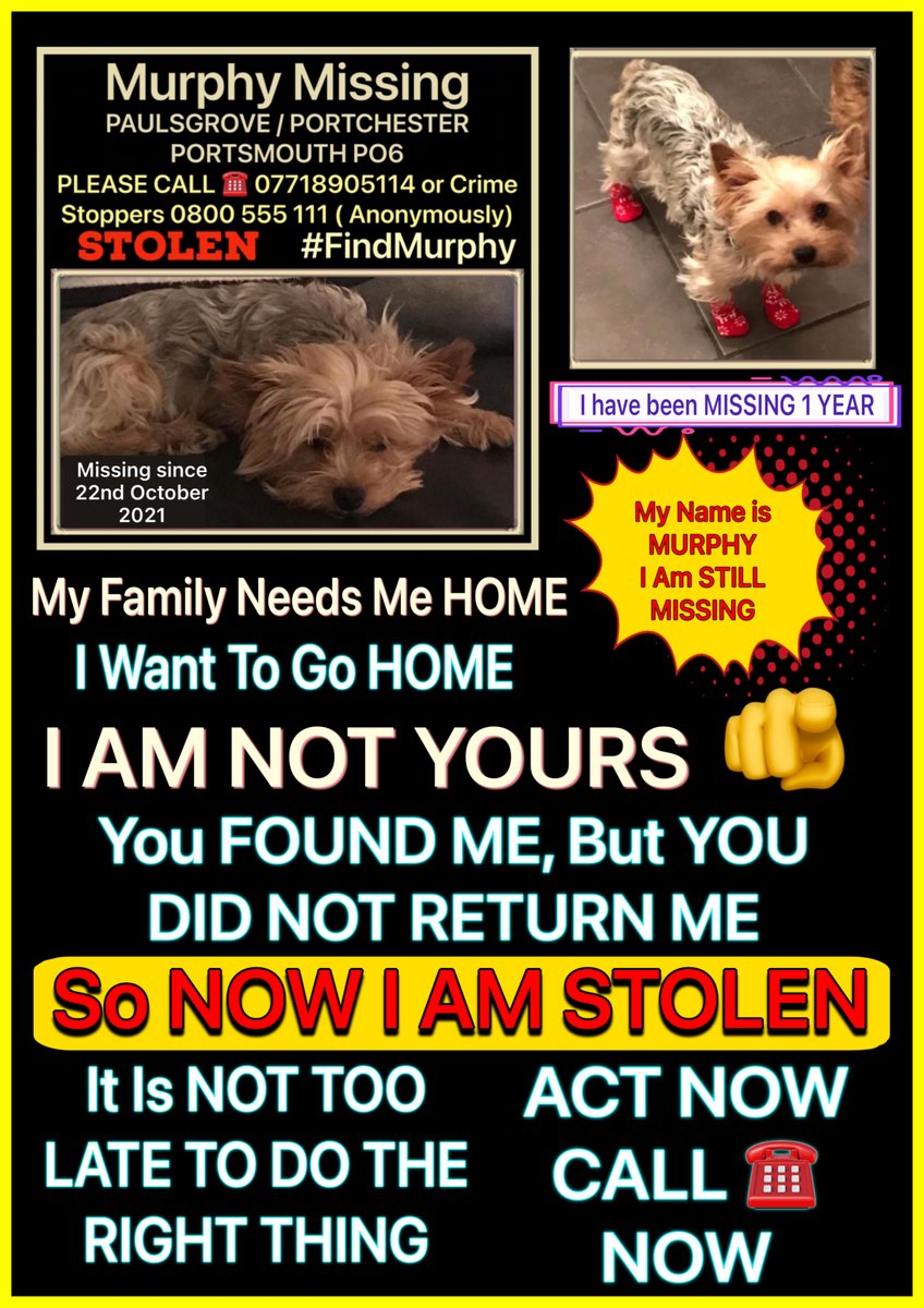 Tina Towers (@tinatowers3) on Twitter photo Murphy Missing 1 YEAR
PAULSGROVE/PORTCHESTER PORTSMOUTH PO6
CALL ☎️ 07718905114 - Crime Stoppers 0800 555 111 ( Anonymously)
Missing Since 22/10/2021
THEFT BY FINDING- AGAINST THE LAW
DO THE RIGHT THING
#theftbyfinding #stolendog #findMurphey #FindMurphy
<a href="/Charlie1series1/">Charlotte Richards</a> Murphy Missing 1 YEAR
PAULSGROVE/PORTCHESTER PORTSMOUTH PO6
CALL ☎️ 07718905114 - Crime Stoppers 0800 555 111 ( Anonymously)
Missing Since 22/10/2021
THEFT BY FINDING- AGAINST THE LAW
DO THE RIGHT THING
#theftbyfinding #stolendog #findMurphey #FindMurphy
<a href="/Charlie1series1/">Charlotte Richards</a>