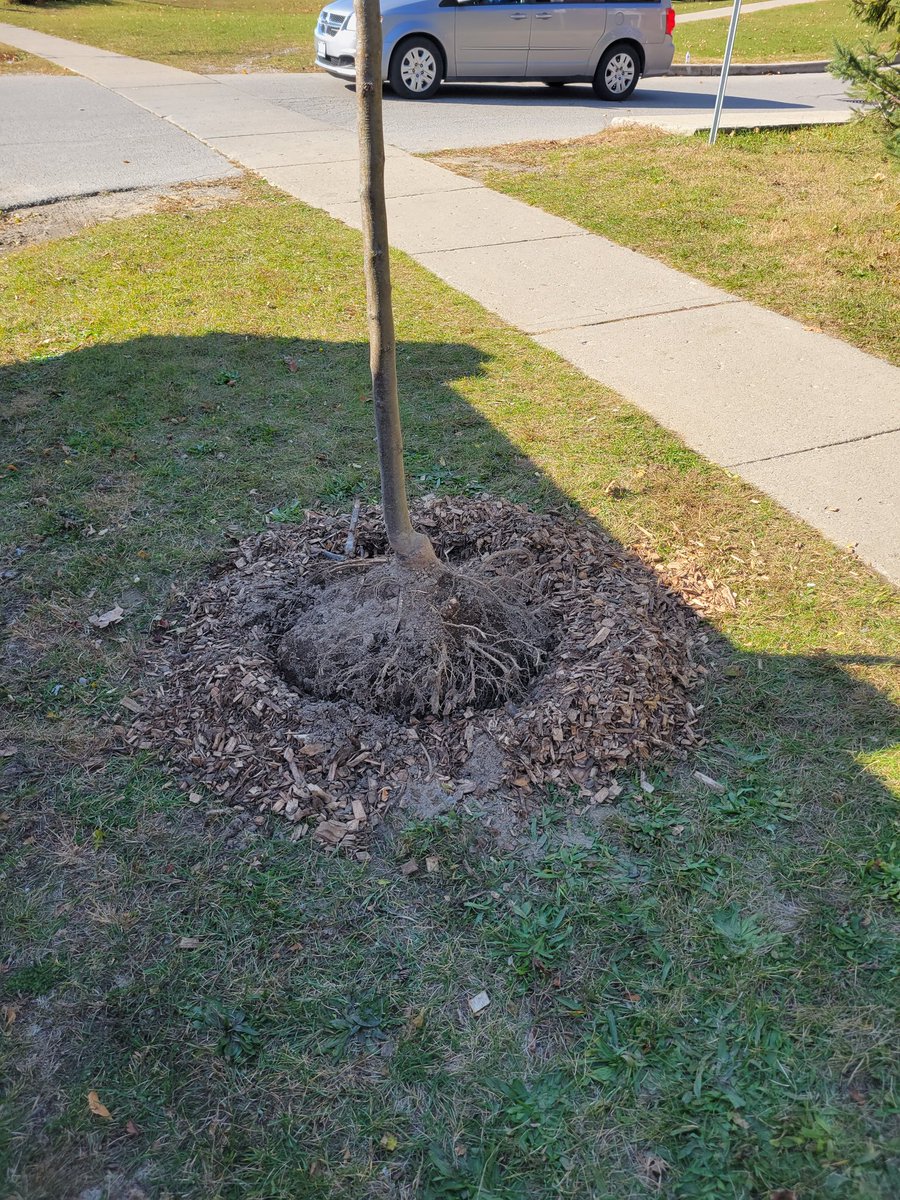 Way to go <a href="/FanshaweCollege/">fanshawecollege</a> students!! Tree wasn't even in the ground 12 hours and you've managed to rip it out of the ground already! Fantastic work. 👏👏