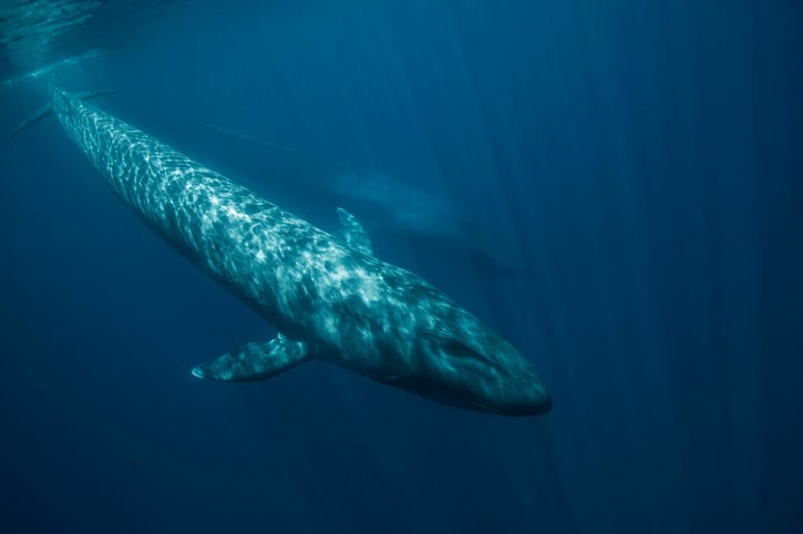 fjsv1974's tweet photo. SOLITARIA

Whalien 52 Se trata de la ballena más solitaria del mundo, encontrada en 1992 y vigilada desde entonces. Los científicos han observado que no es como otras ballenas, no tiene familia, no pertenece a un grupo, nunca ha tenido pareja. Vaga sola por el océano,

Abro hilo https://t.co/4mtgWFYi59