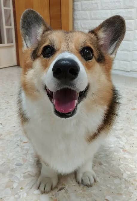 DogsDoAspas's tweet image. Dia 7

Cachorro depois do osso
@loud_aspas