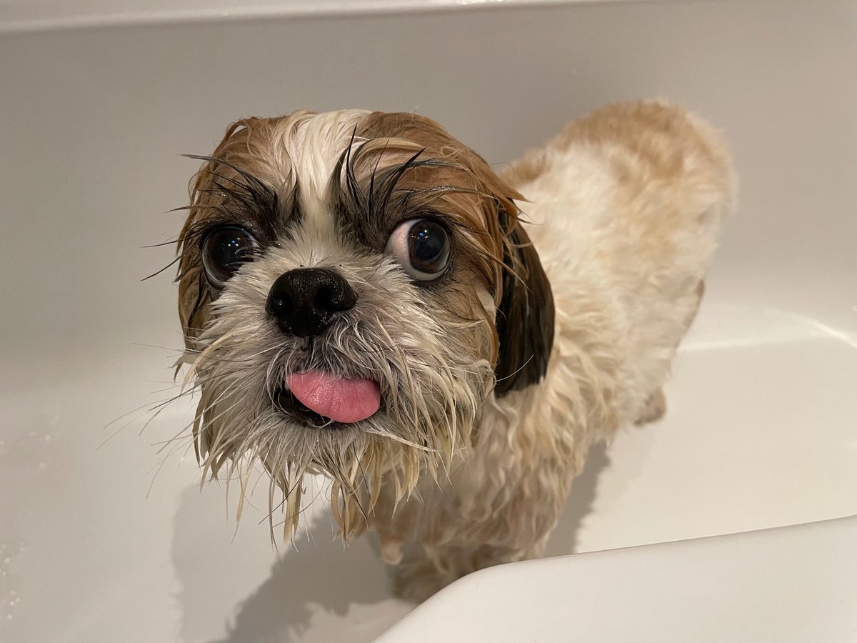 cuddlycooper's tweet photo. The problem with having wonky eyes is that it can be difficult for people to tell whether I’m giving them the side eye or not. In this instance I am absolutely giving Kirsty the side eye. I’ve just been forcibly bathed and left smelling like a flipping flower 😤 https://t.co/Q6LUJRKD8s