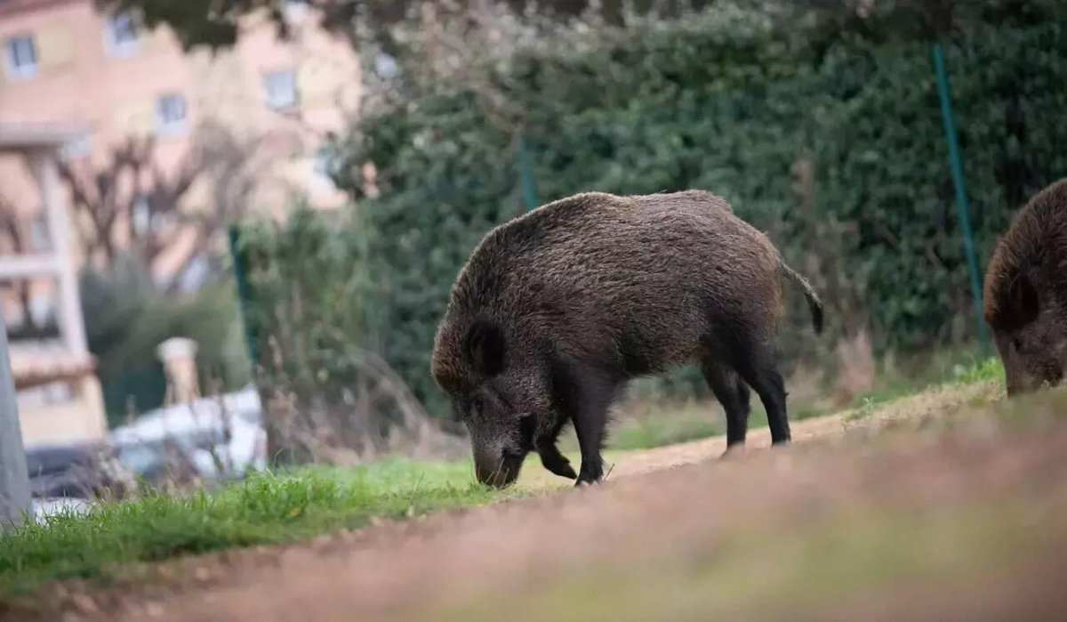 Nice_Matin's tweet photo. Un chasseur grièvement blessé après avoir été chargé par un sanglier https://t.co/6sTPrGw2sb https://t.co/qjtVemxQXa
