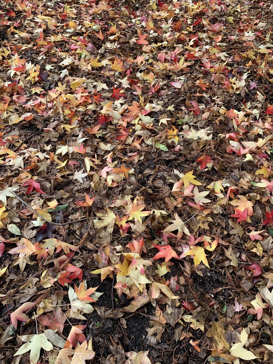 JanetKillilea's tweet photo. Stunning autumnal colours at the Harcourt Arboretum today https://t.co/bwKyfqHOlz