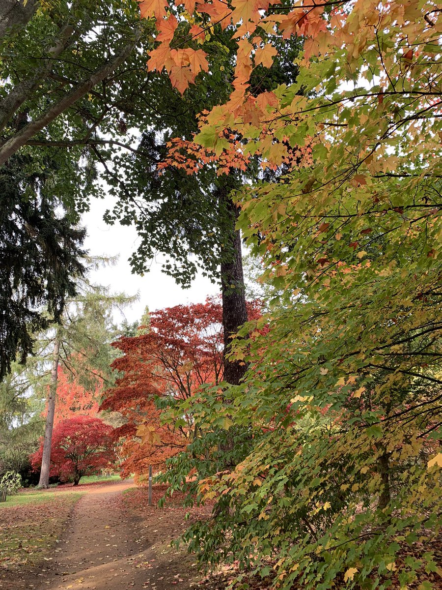 JanetKillilea's tweet photo. Stunning autumnal colours at the Harcourt Arboretum today https://t.co/bwKyfqHOlz