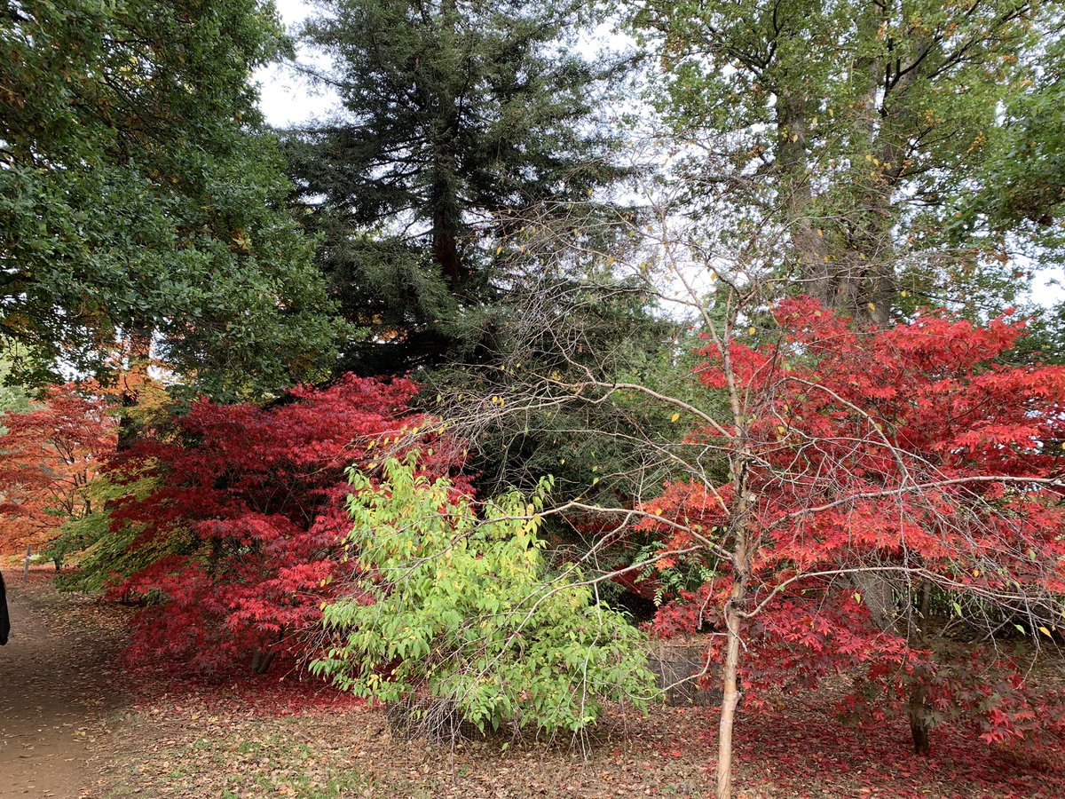 JanetKillilea's tweet photo. Stunning autumnal colours at the Harcourt Arboretum today https://t.co/bwKyfqHOlz