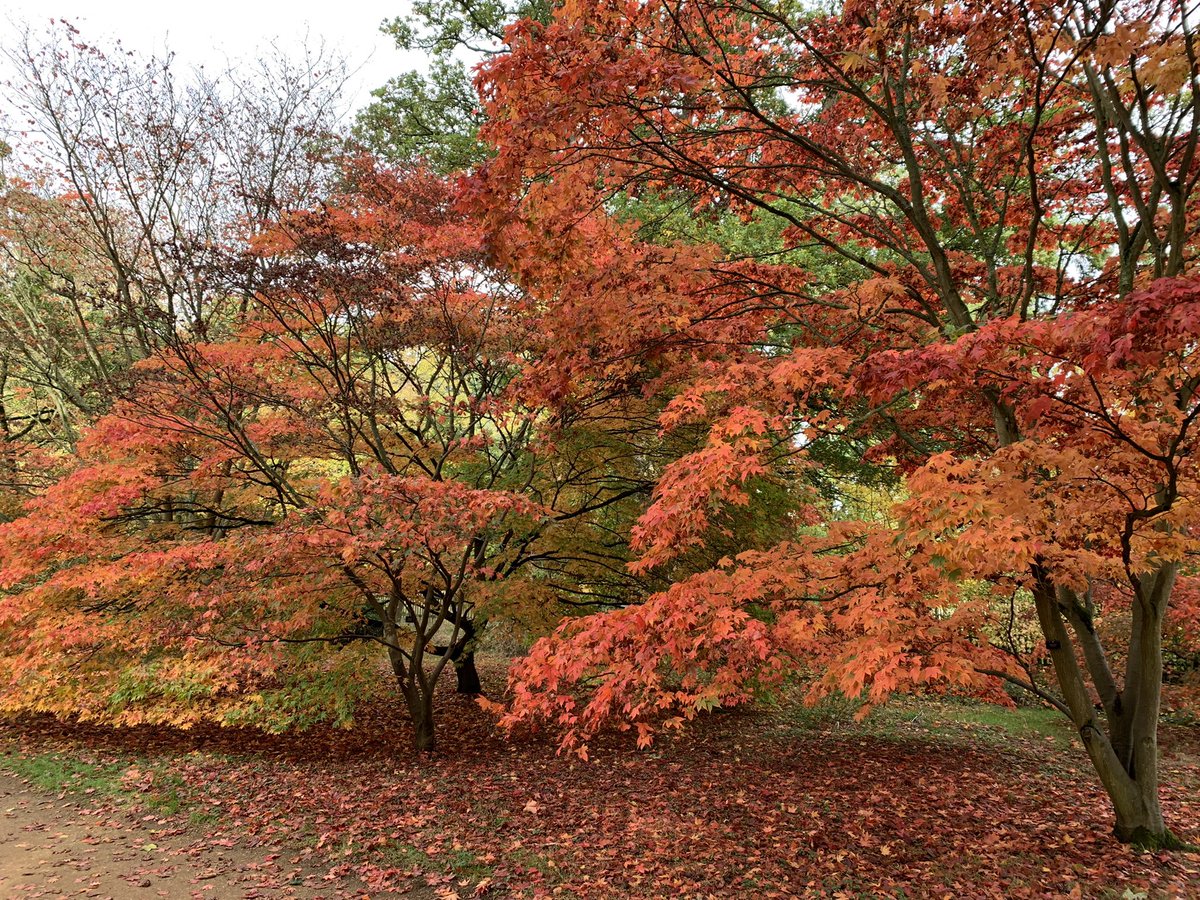 JanetKillilea's tweet photo. Stunning autumnal colours at the Harcourt Arboretum today https://t.co/bwKyfqHOlz