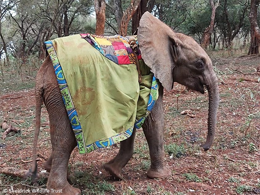 Not all heroes wear capes…some wear blankets! This is Shujaa - his name means 'hero' in Swahili - an orphan we recently rescued. A reserved chap, he's growing in confidence day-by-day. Read his story: sheldrickwildlifetrust.org/orphans/shujaa