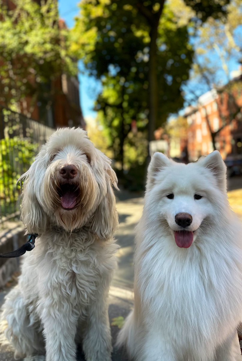 Lady and the Tramp #dogsofinstagram