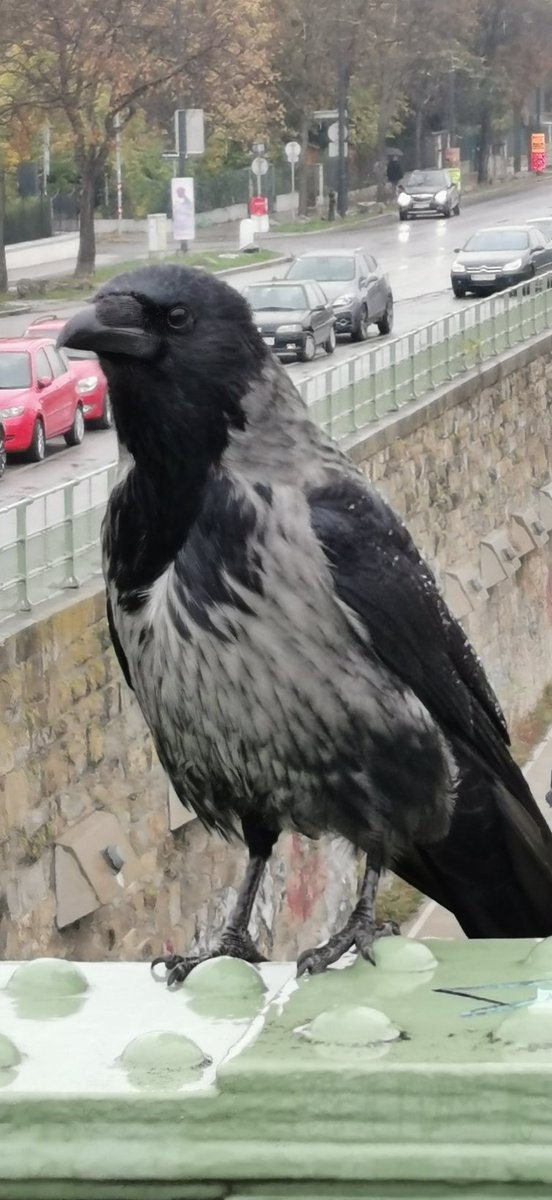 city_crows's tweet photo. #Crow_personalities - Raskachl update
A great crowk today!
Some long missing friends showed up again.
One of them is Raskachl, formerly a main #GameOfCrows character, and last year driven out by Pantalone.
I know Raskachl for more than 6 years and was convinced... 🔜 https://t.co/yooiCzIDaL