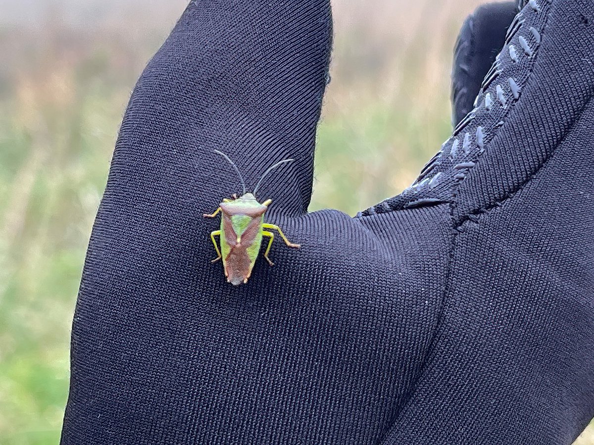 A handy shot of a Hawthorn Shield Bug (I think) #northumberlandcoast