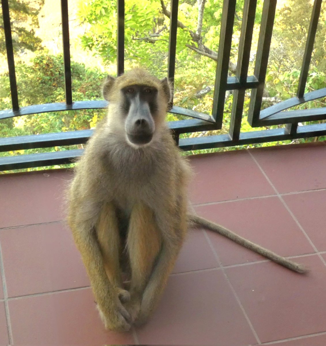 Sunbirdkuchawe Twitter Search Twitter Sunbirdkuchawe Twitter Search Twitter