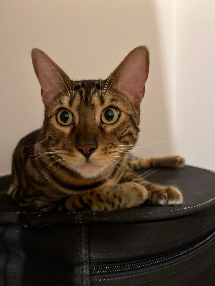 daisuke_dr's tweet photo. こんばんは🌇
皆さま良い週末をお過ごしください🐈✨

#猫　#ベンガル　#猫好きさんと繋がりたい
#cat #teambengal #こんばんは https://t.co/5ite1QYlsL