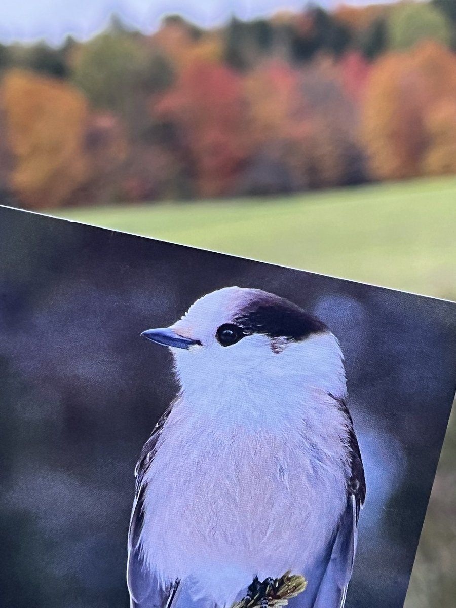 (Ho-dee-ay) tweet media