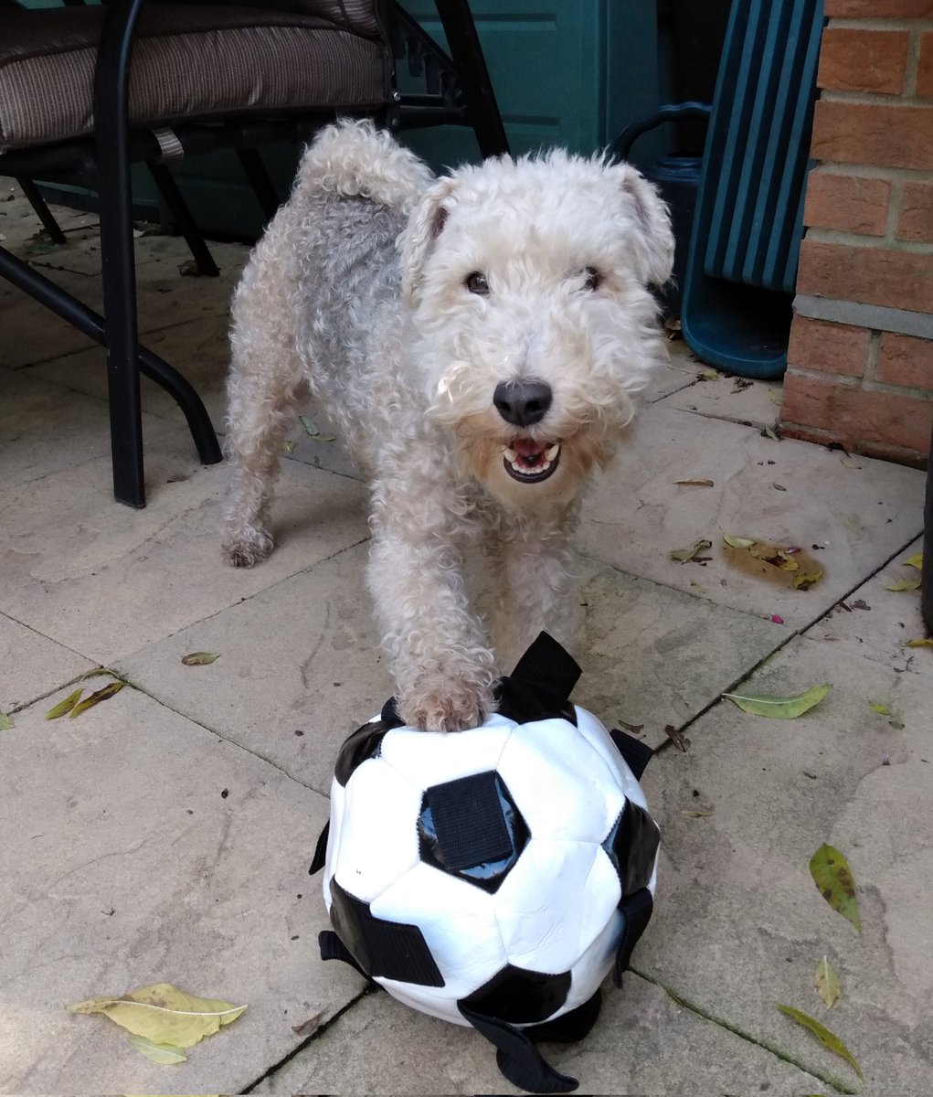 Nellie is 5 today 🎂 🥳 I think she is quite pleased with her present 🎁⚽